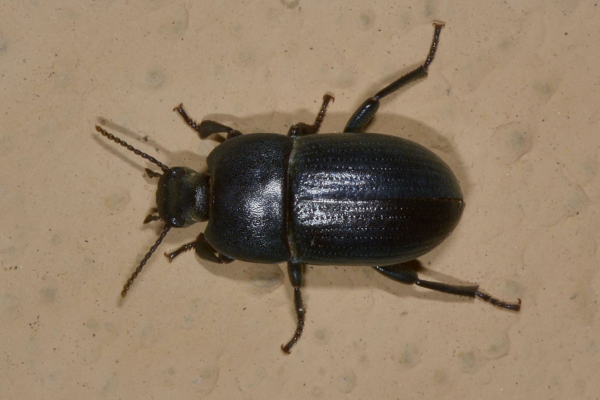 Tenebrionidae: Tutti Pedinus meridianus?  S, maschi e femmine